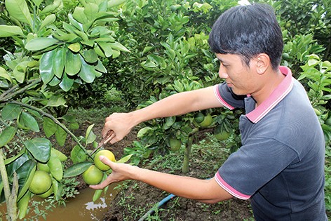 Phung Hiêp: les fruits de la croissance - ảnh 2